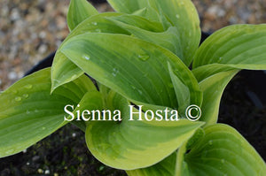 Hosta 'Butter Popcorn'
