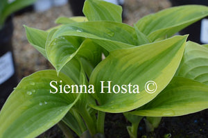 Hosta 'Buttered Popcorn'