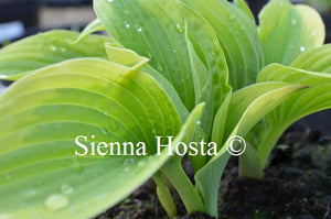 Hosta 'Buttered Popcorn'