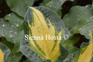 Hosta Happy Dayz