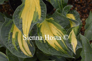 Hosta Happy Dayz