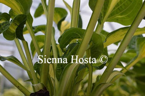 Hosta Happy Dayz Stems