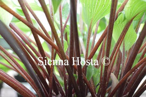 Hosta Harry van de Laar Red Stems