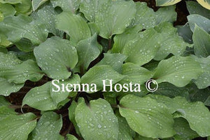 Hosta Harry van de Laar