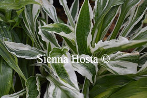 Hosta Hi Ho Silver