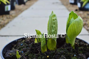 Hosta Captain Kirk