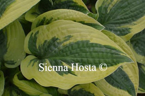 Hosta Honey Song