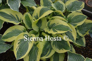 Hosta Honeysong