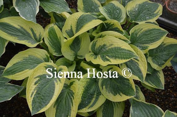 Hosta Honeysong