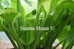 Hosta Honeysong