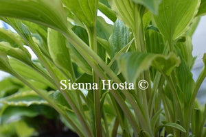 Hosta Carolina Sunshine