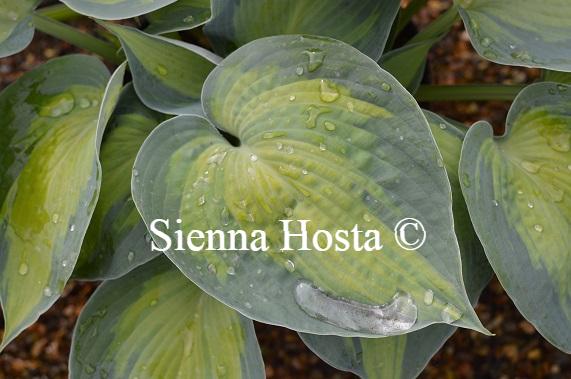 Hosta 'Heat Wave' - Sienna Hosta