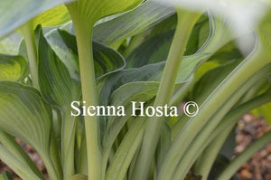 Hosta Heat Wave