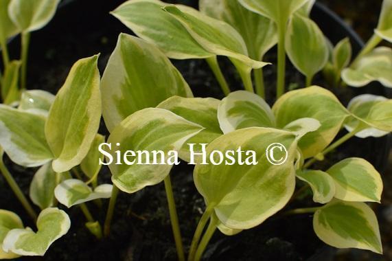 Hosta Heavenly Tiara