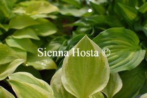 Hosta Heavenly Tiara