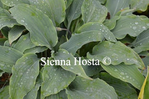 Hosta Elvis Lives