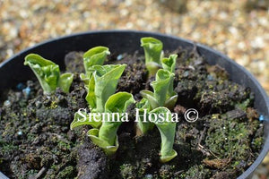Hosta Church Mouse Eyes