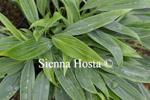 Hosta Hyuga Urajiro