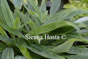 Hosta Hyuga Urajiro