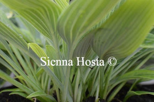 Hosta Hyuga Urajiro