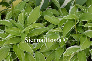 Hosta Iced Lemon