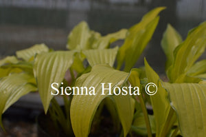 Hosta 'Chinese Sunrise'