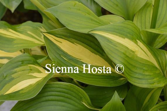 Hosta Joyce Trott