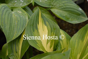 Hosta Joyce Trott