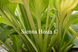 Hosta Joyce Trott