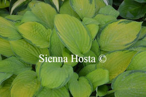 Hosta Janet