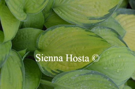 Hosta Janet