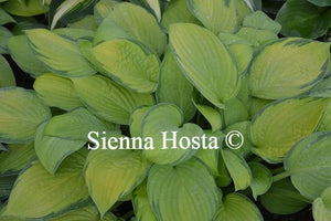 Hosta Janet