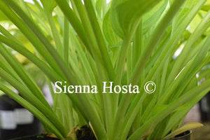 Hosta Janet Stems