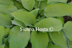 Hosta Inniswood