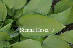 Hosta Inniswood