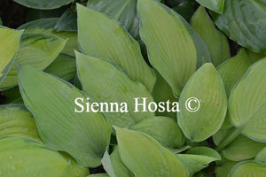 Hosta Inniswood