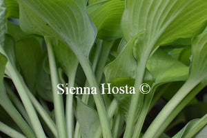 Hosta Inniswood Stems