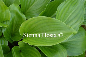 Hosta Invincible