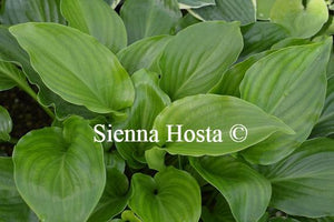 Hosta Invincible