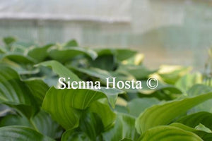 Hosta Invincible