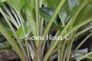 Hosta Invincible stems