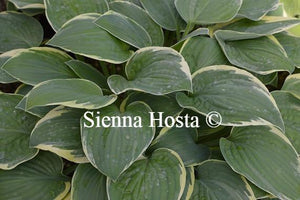 Hosta Iona