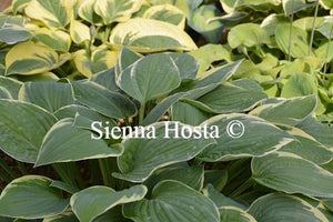 Hosta Iona