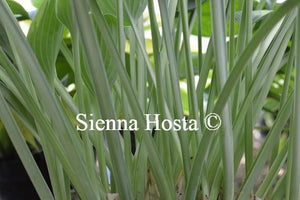 Hosta Iona Stems