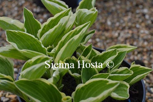 Hosta Diamond Tiara