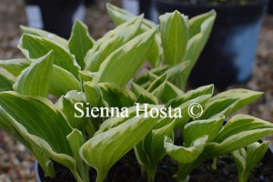 Hosta Diamond Tiara