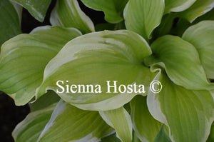 Hosta Joshua's Banner