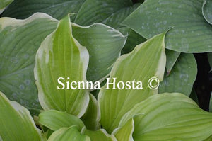 Hosta Joshua's Banner