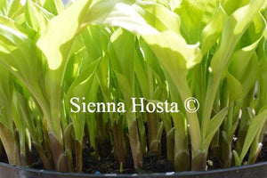 Hosta Devon Gold