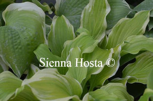 Hosta Joshua's Banner